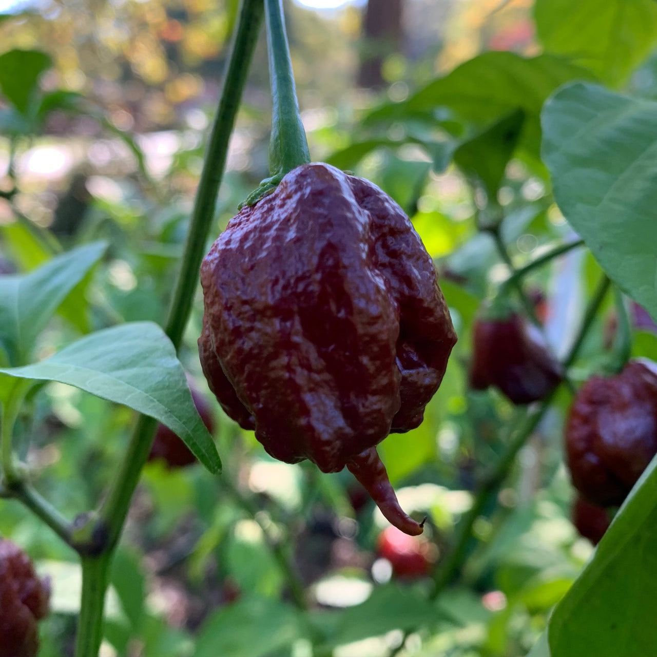 7 Pot Primo Chocolate - Seeds