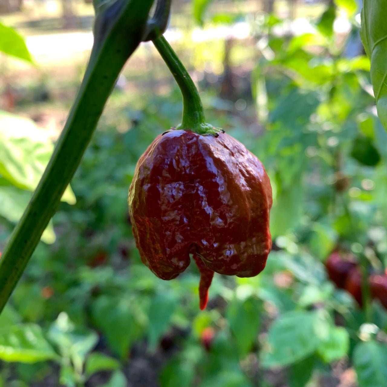 7 Pot Primo Chocolate - Seeds