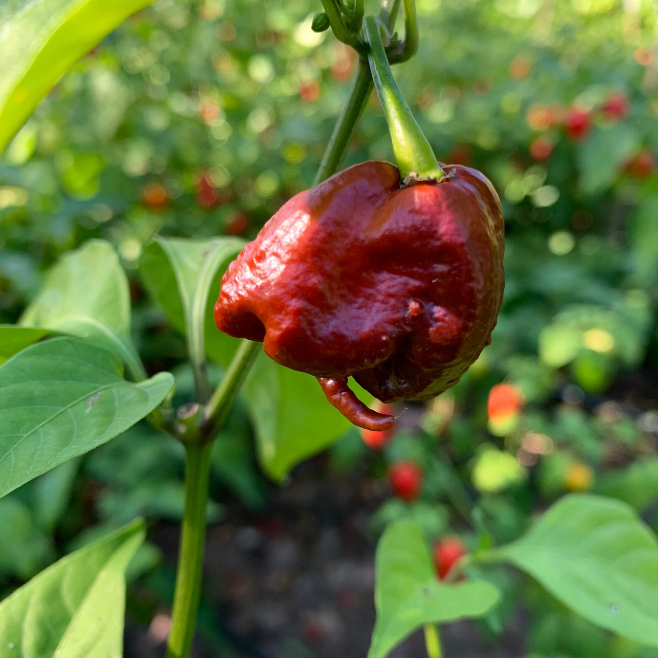 7 Pot Primo Chocolate - Seeds