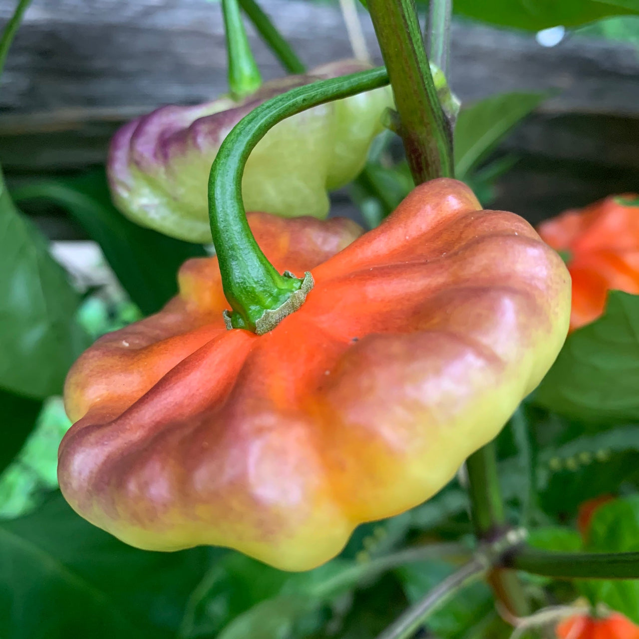 Aji Cachucha Purple Splotched - Seeds