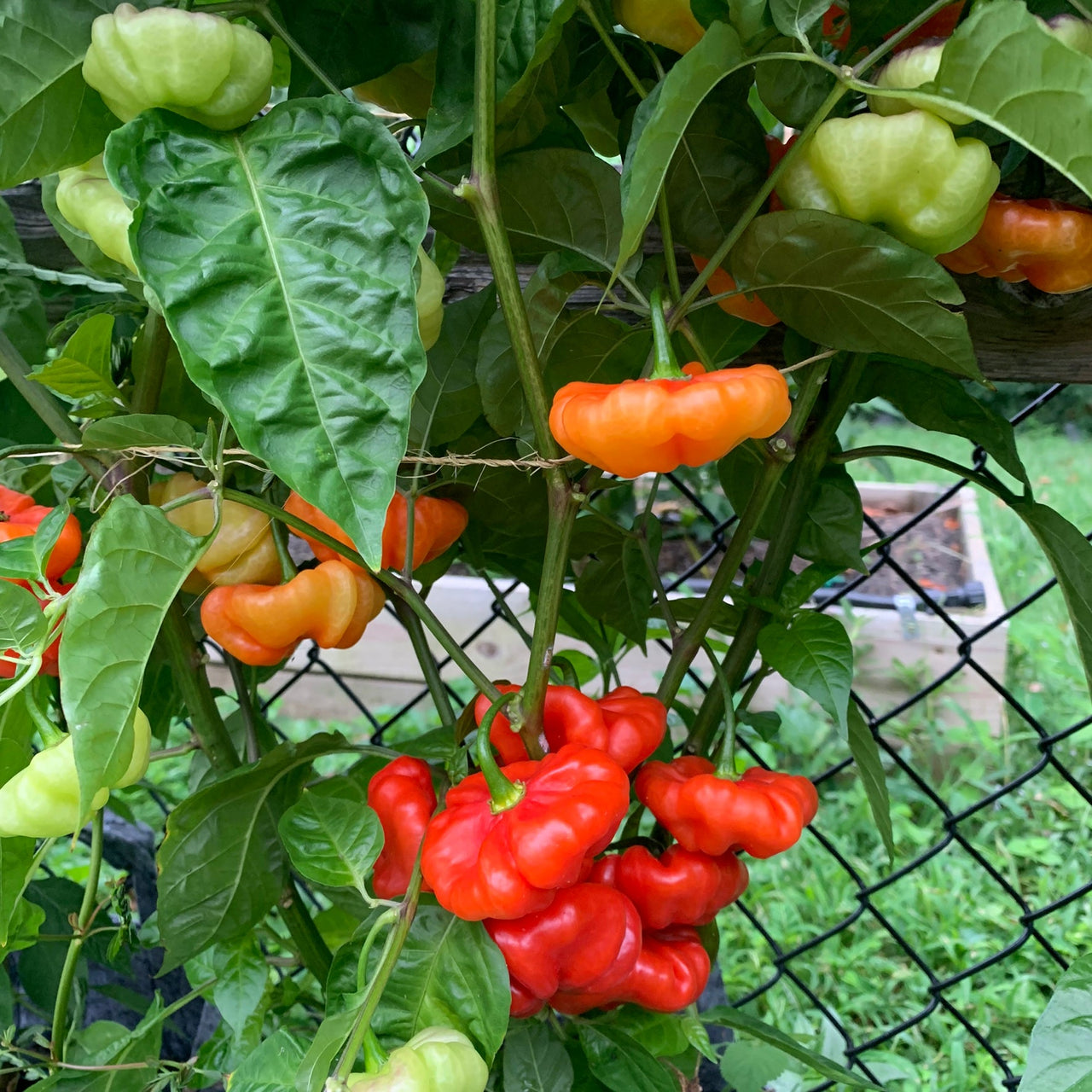 Aji Cachucha Purple Splotched - Seeds