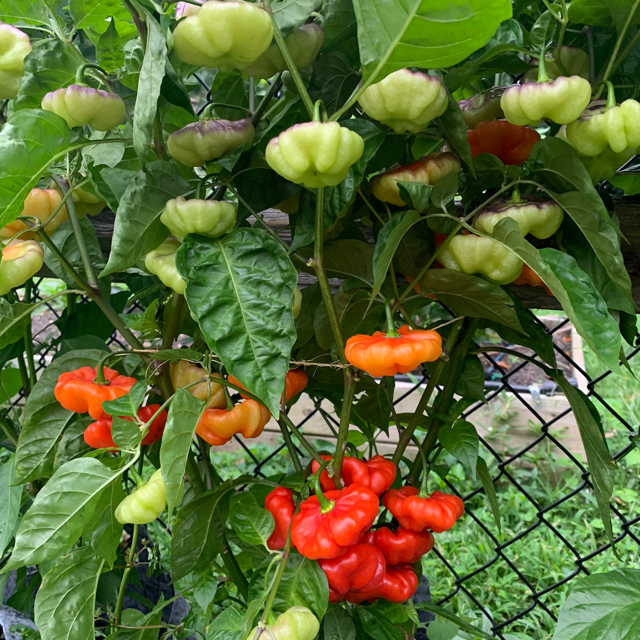 Aji Cachucha Purple Splotched - Seeds