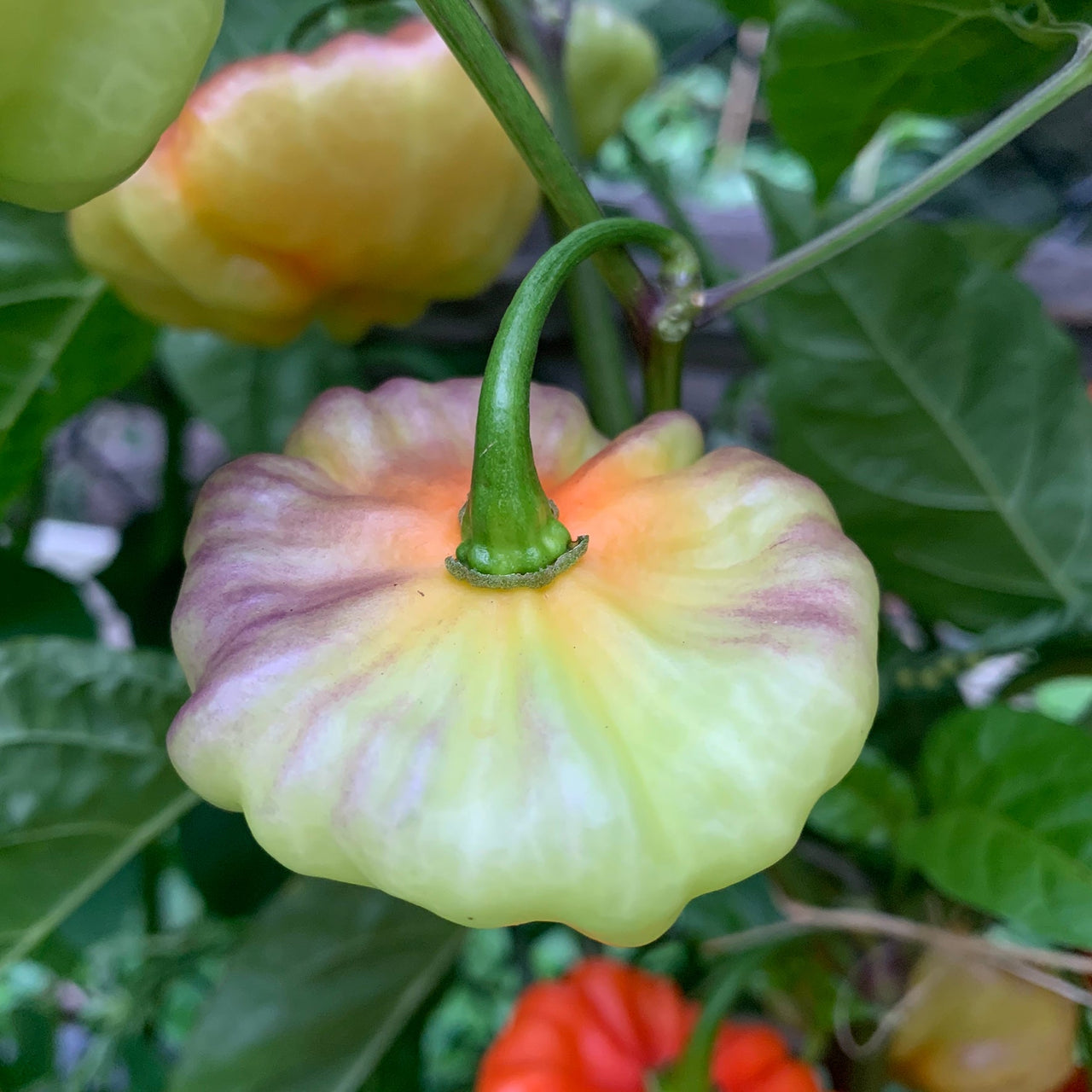 Aji Cachucha Purple Splotched - Seeds