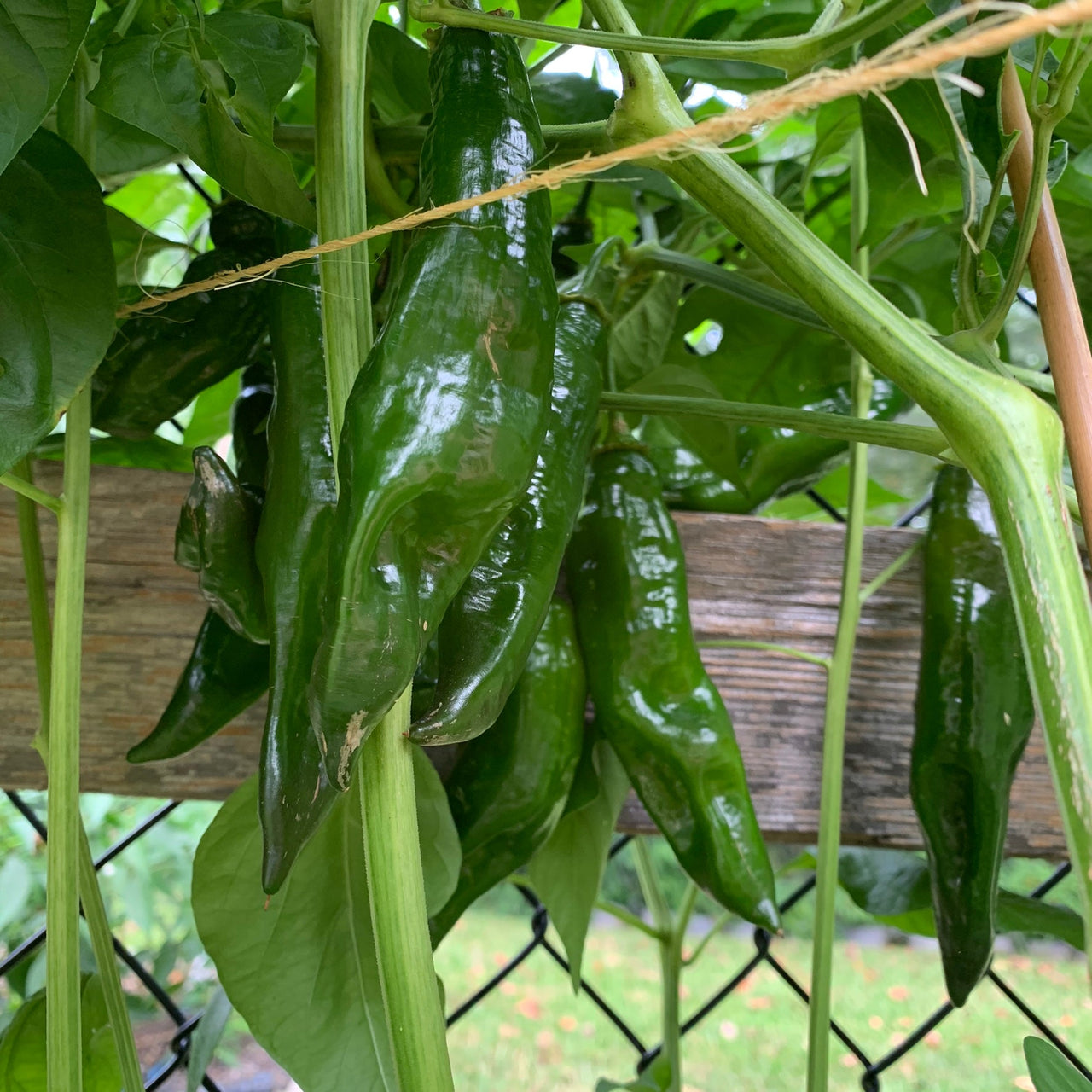 Aji Panca - Seeds