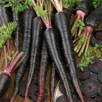 Black Nebula Carrot Seeds (Organic)