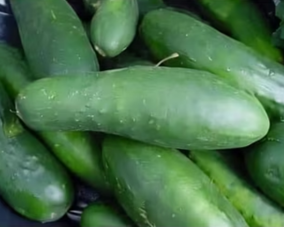 Ashley Cucumber Seeds