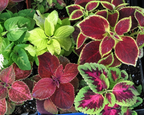 Multicolor Rainbow Mix Coleus Seeds