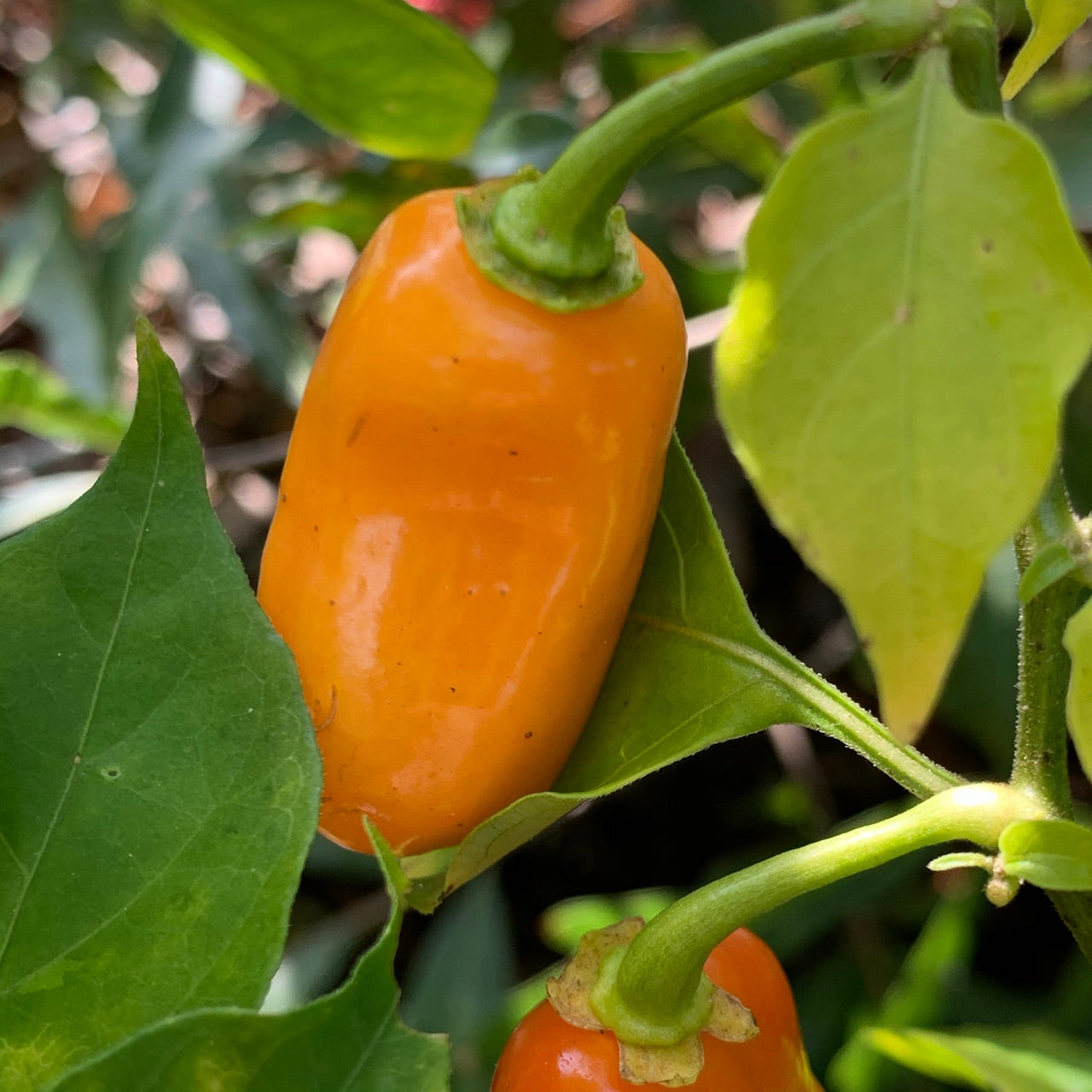 Oxkutzcabian Orange - Seeds