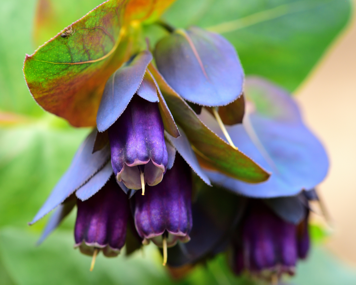 Purple Bells Cerinthe Seeds