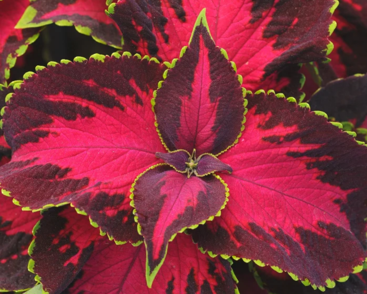 Chocolate Covered Cherry Coleus Seeds