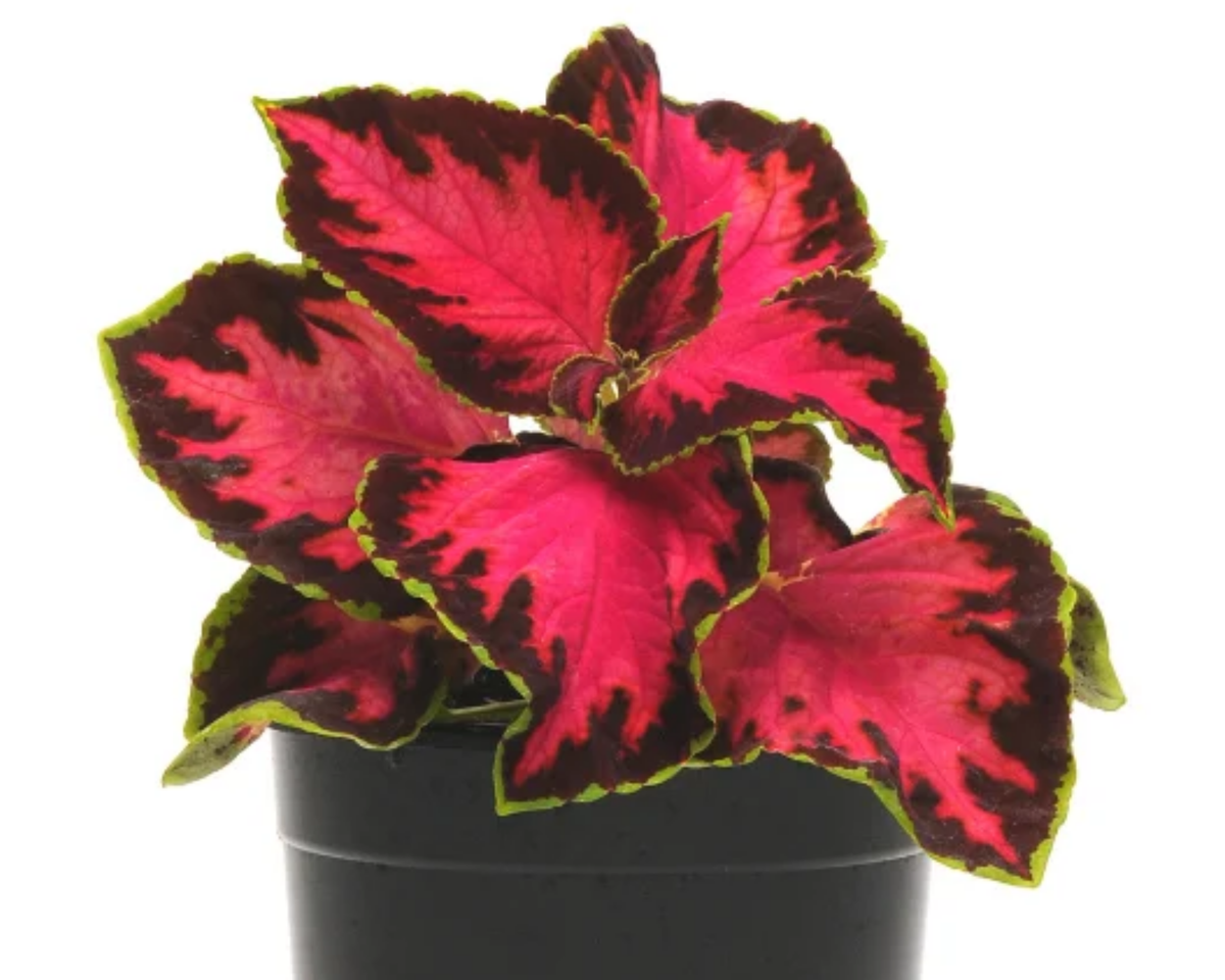 Chocolate Covered Cherry Coleus Seeds