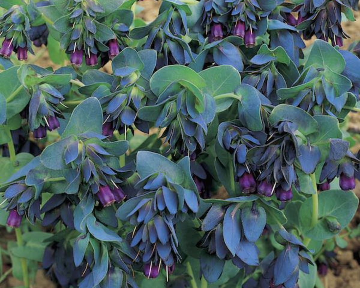 Purple Bells Cerinthe Seeds
