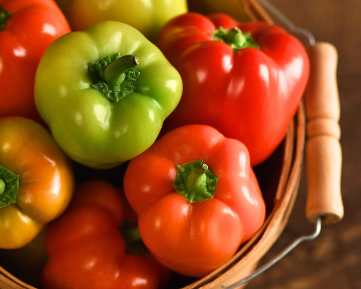 Prism Hybrid Snack Bell Pepper Seeds