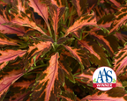 Premium Sun Coral Candy Coleus Seeds