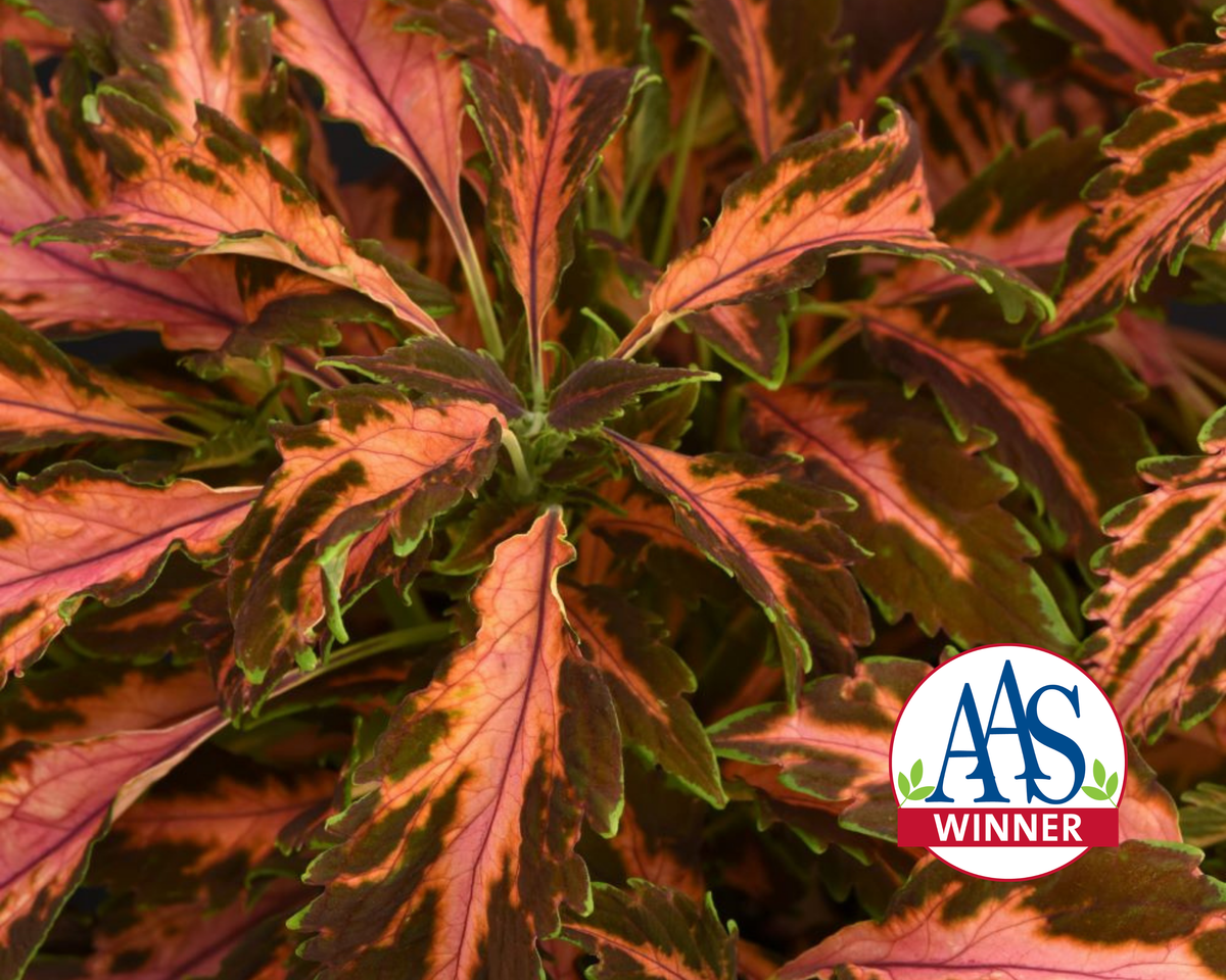 Premium Sun Coral Candy Coleus Seeds