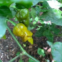 7 Pot Slimer - Seeds