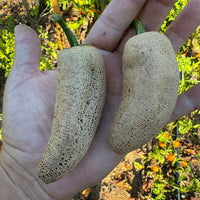 Farmers Market Jalapeno - Seeds