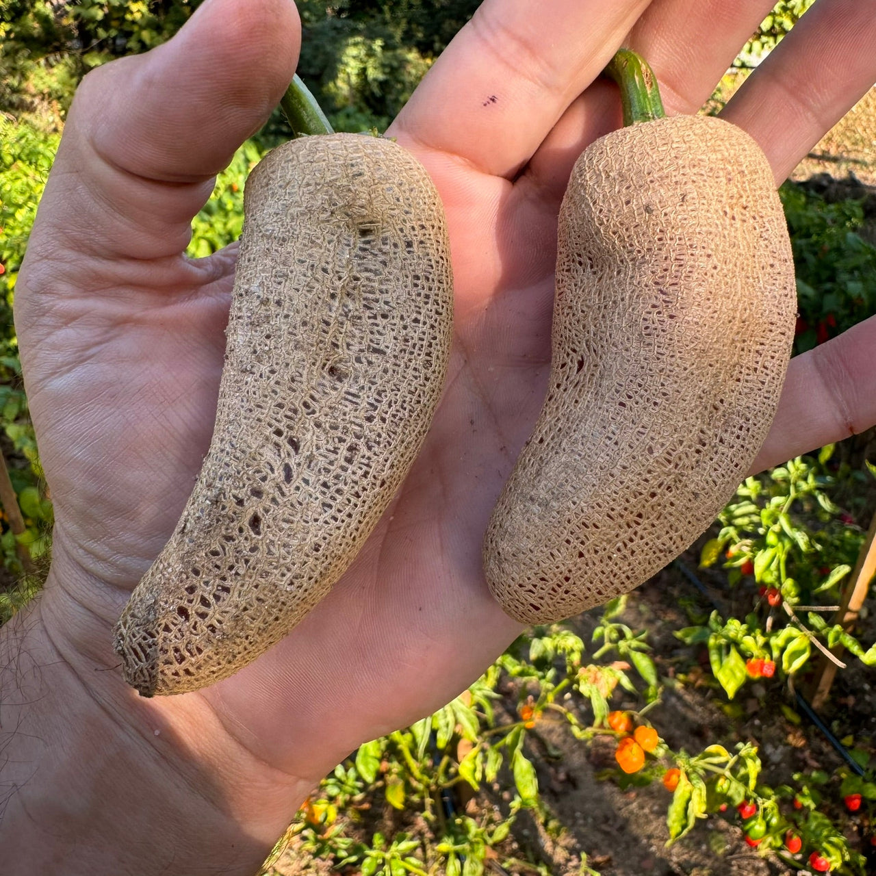 Farmers Market Jalapeno - Seeds