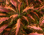 Premium Sun Coral Candy Coleus Seeds