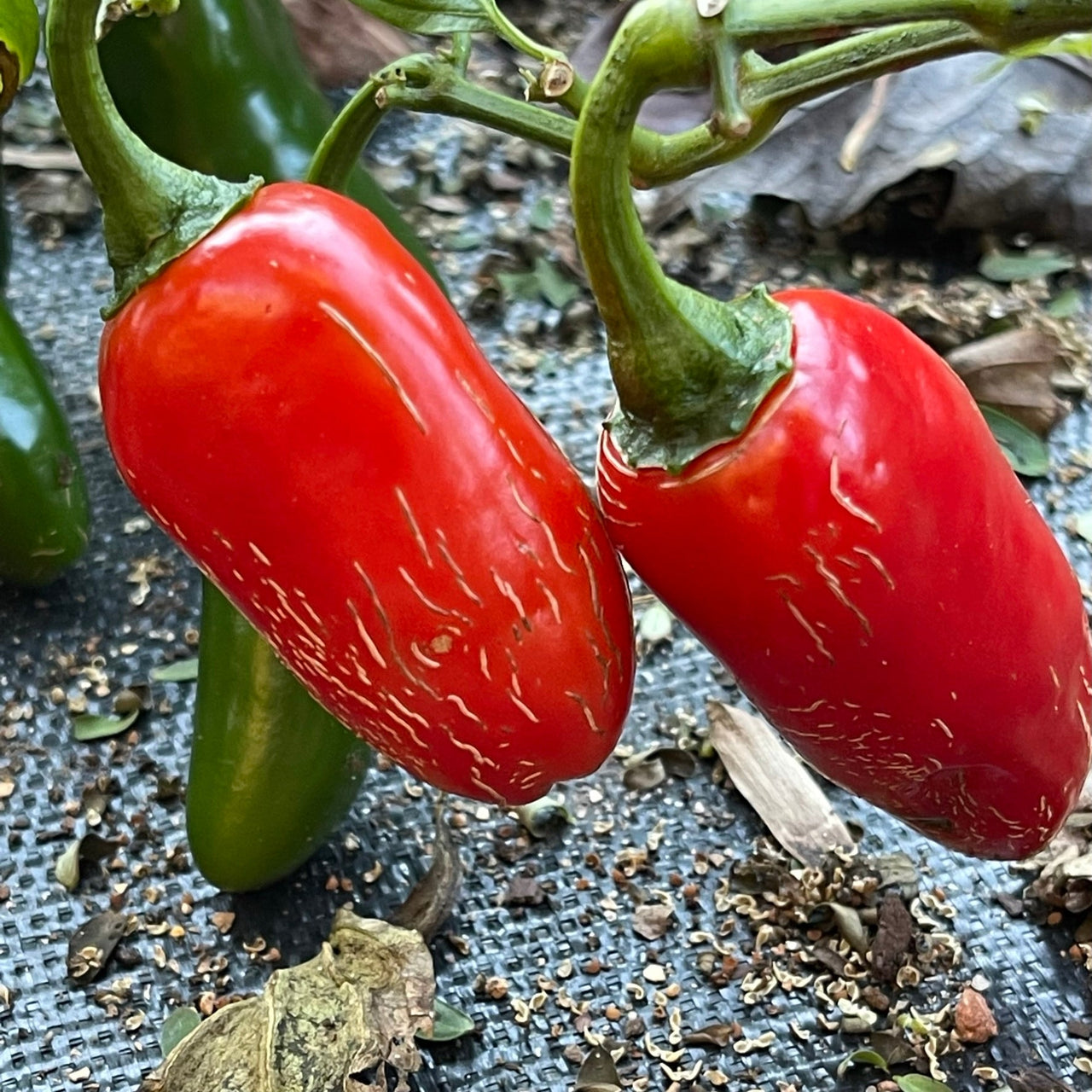 Jalapeno Zapotec - Seeds