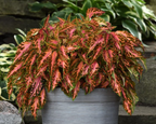 Premium Sun Coral Candy Coleus Seeds