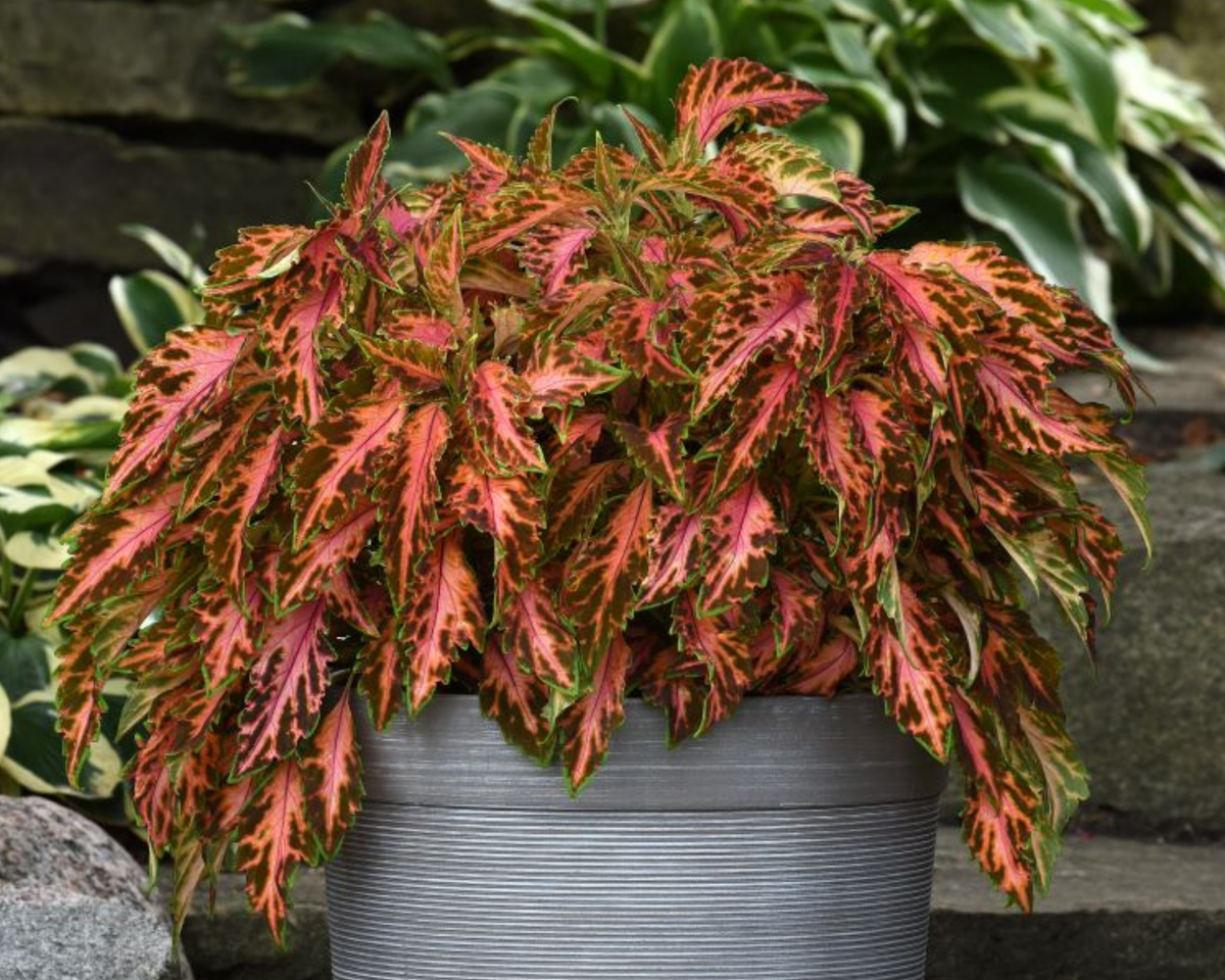 Premium Sun Coral Candy Coleus Seeds