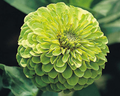 Envy Zinnia Seeds