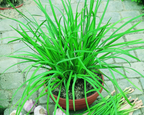 Garlic Chive Seeds, Geisha