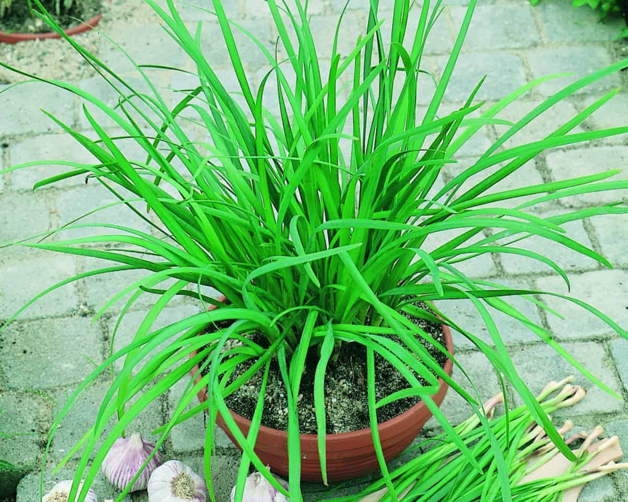 Garlic Chive Seeds, Geisha