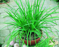 Garlic Chive Seeds, Geisha