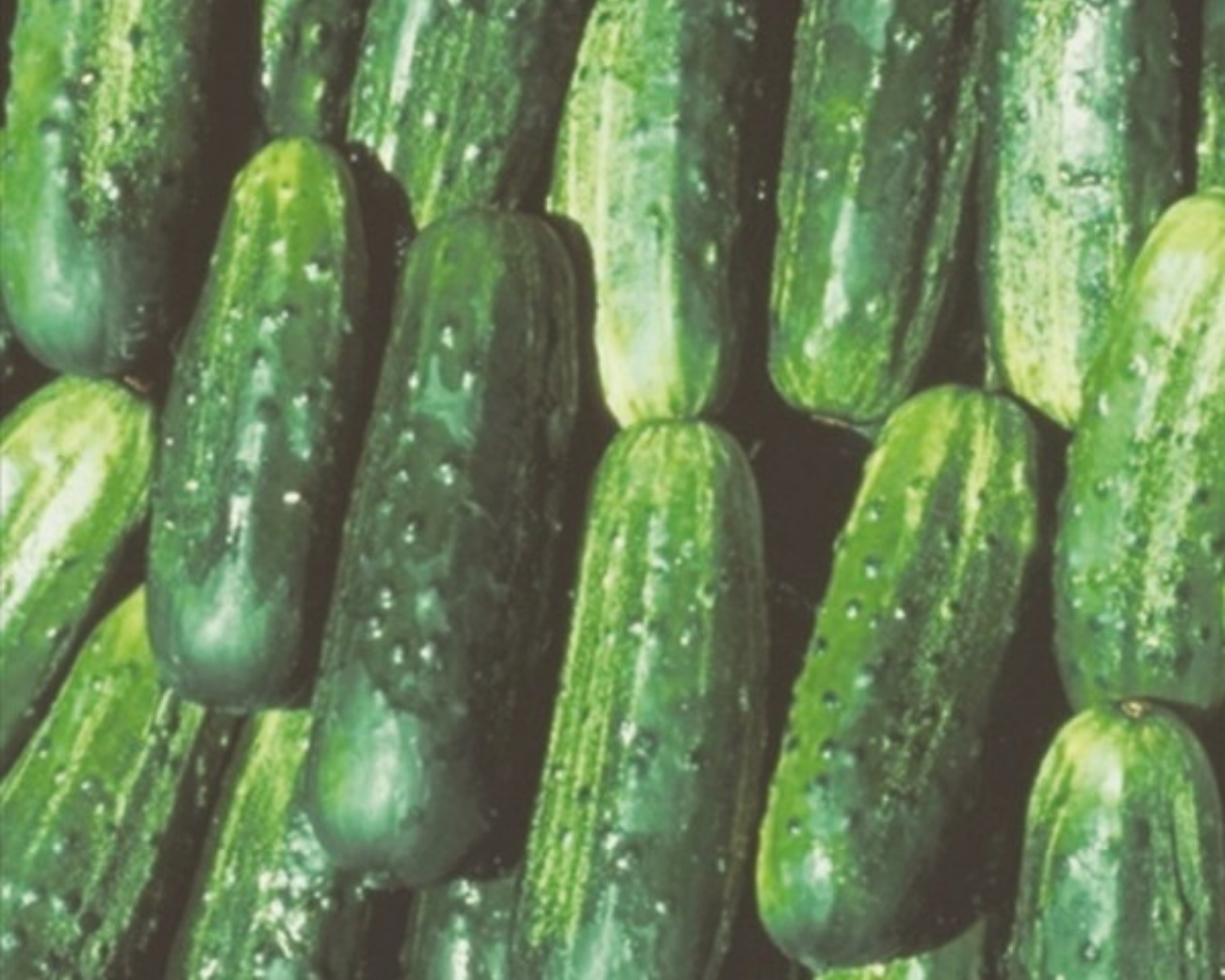 Fancipak Hybrid Cucumber Seeds