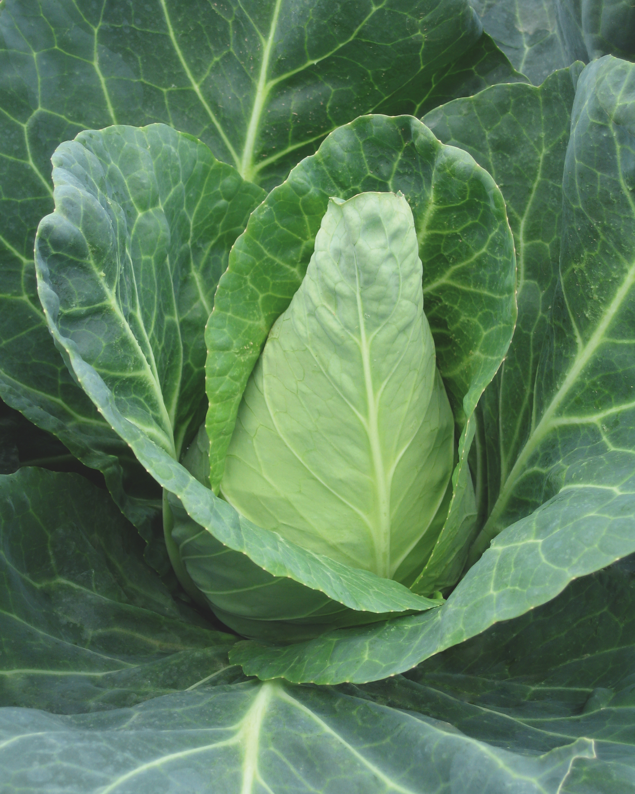 Caraflex Hybrid Cabbage Seeds
