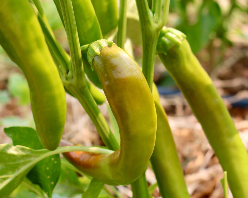 Garden Salsa Hybrid Hot Pepper Seeds