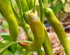 Garden Salsa Hybrid Hot Pepper Seeds