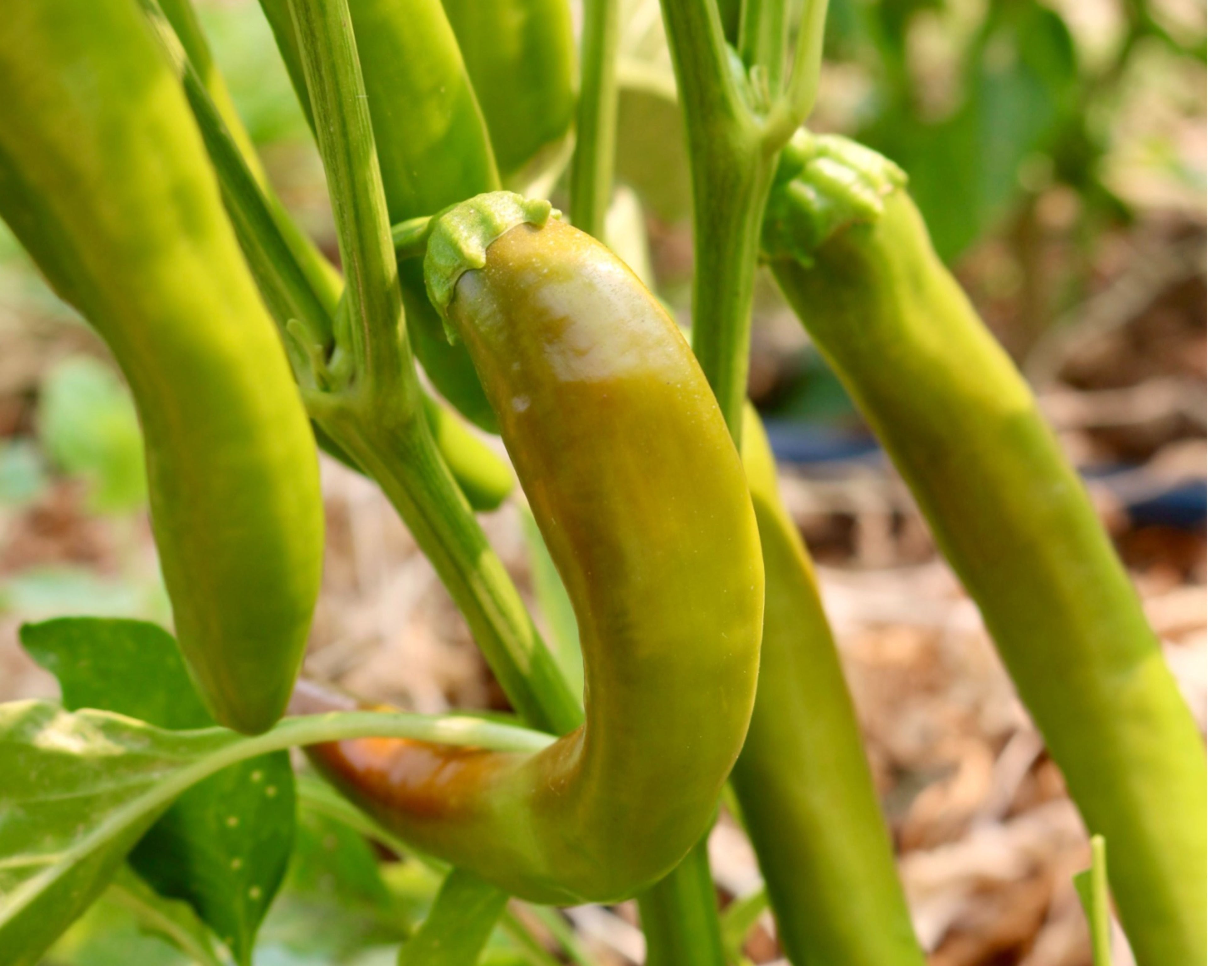 Garden Salsa Hybrid Hot Pepper Seeds