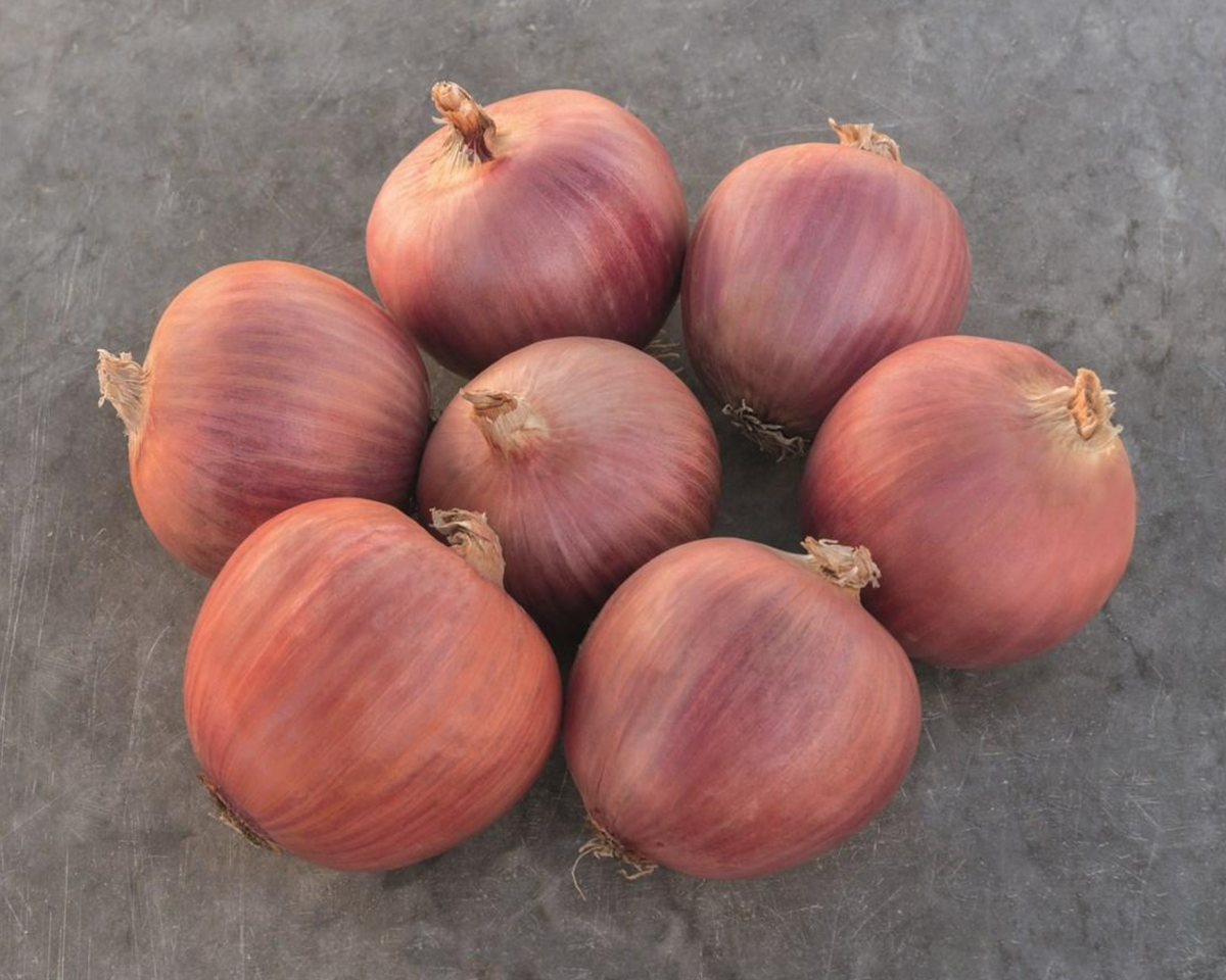 Blush Hybrid Onion Seeds