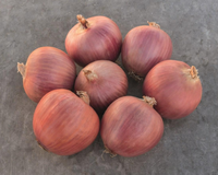 Blush Hybrid Onion Seeds
