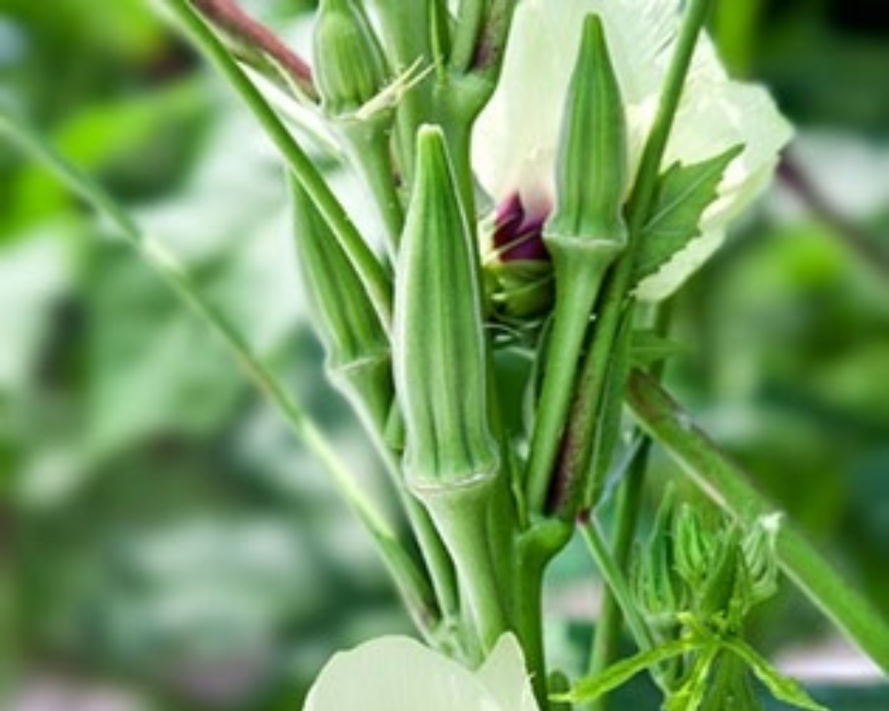 Clemson Spineless Okra Seeds