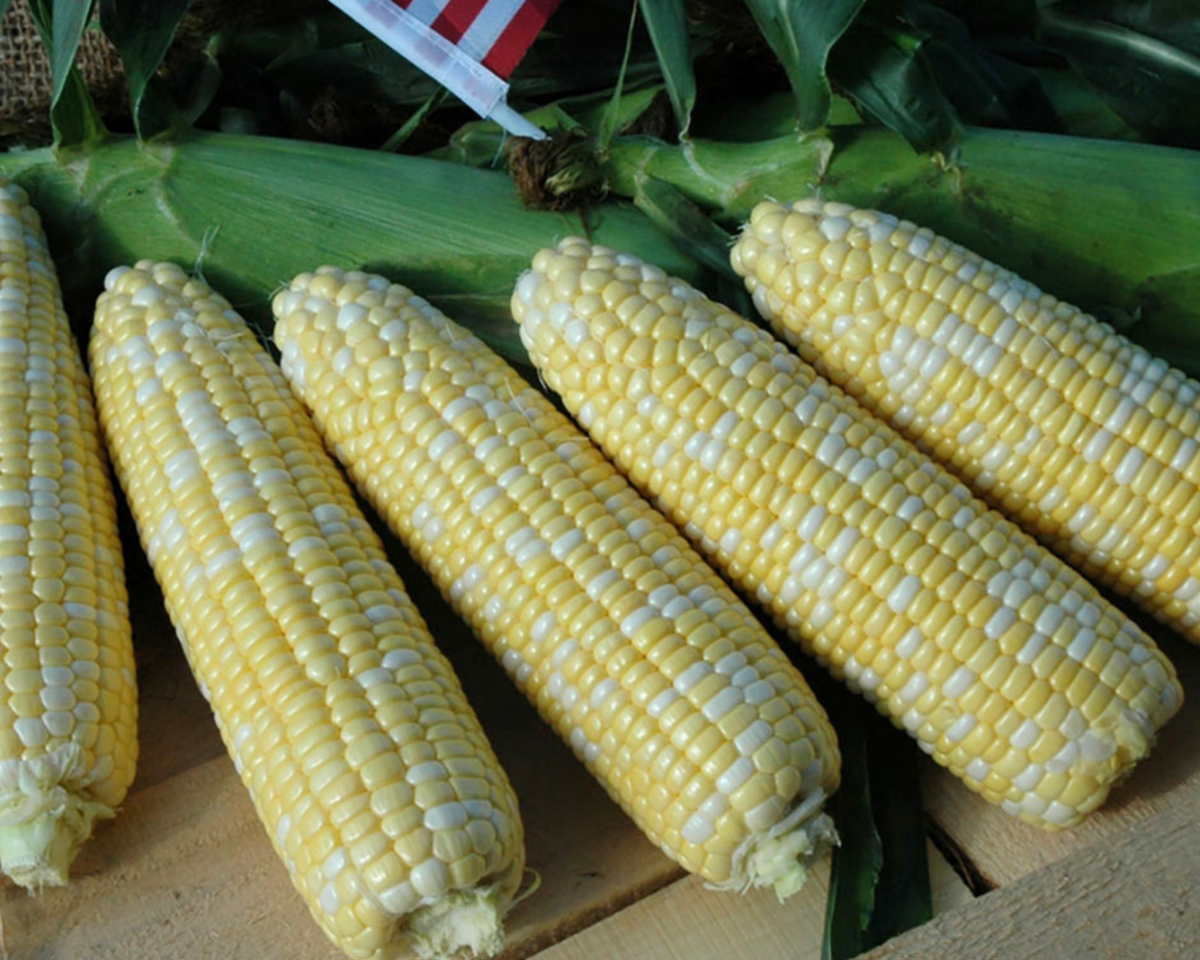 American Dream (bicolor sh2) Hybrid Sweet Corn Seeds