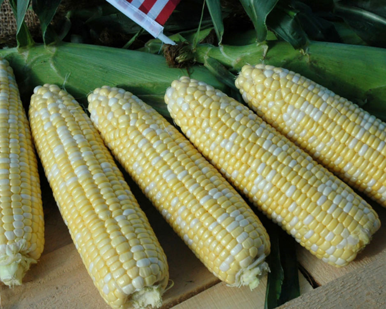 American Dream (bicolor sh2) Hybrid Sweet Corn Seeds