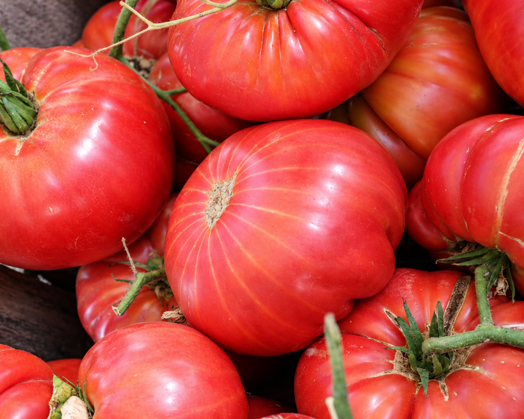 Pink Delicious Hybrid Tomato Seeds