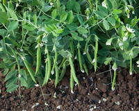 Snak Hero Snack Pea Seeds