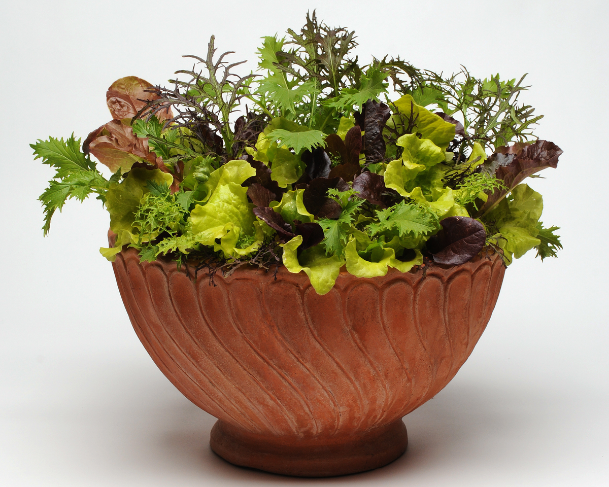 SimplySalad® Global Gourmet Mix Seeds