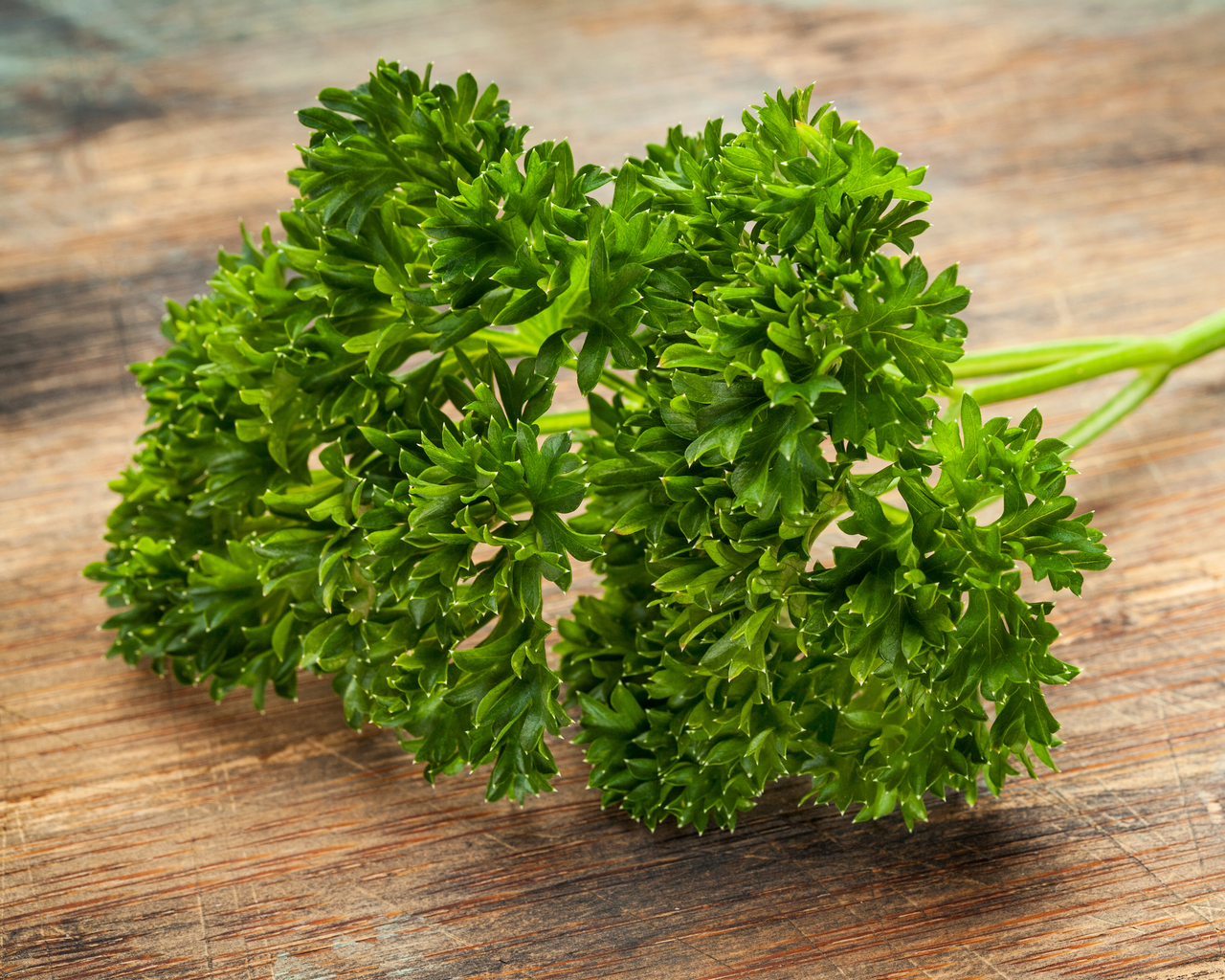 Parsley Seeds, Moss Curled