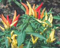 Fire and Ice Ornamental Pepper Seeds