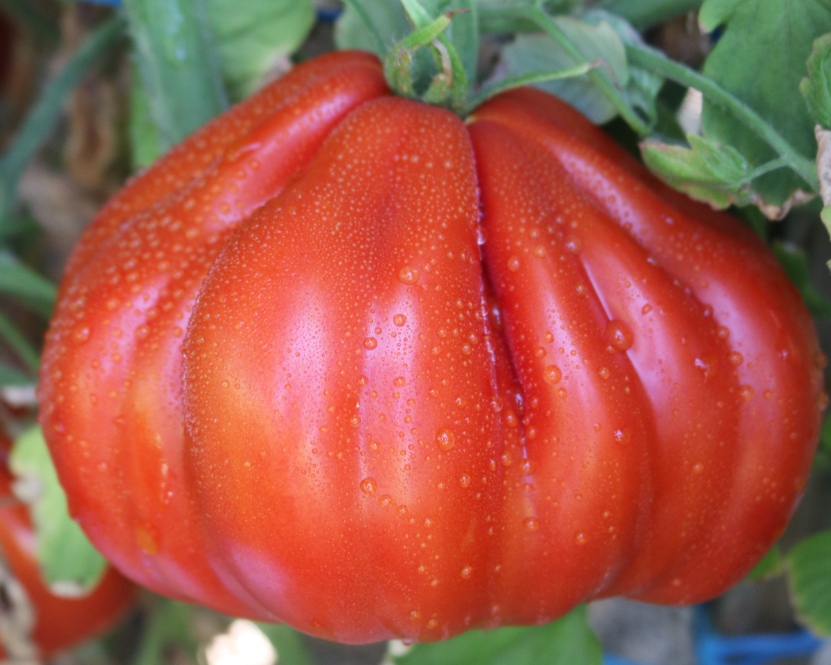 Palpatation Hybrid Tomato Seeds