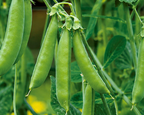Sugar Snap Pea Seeds