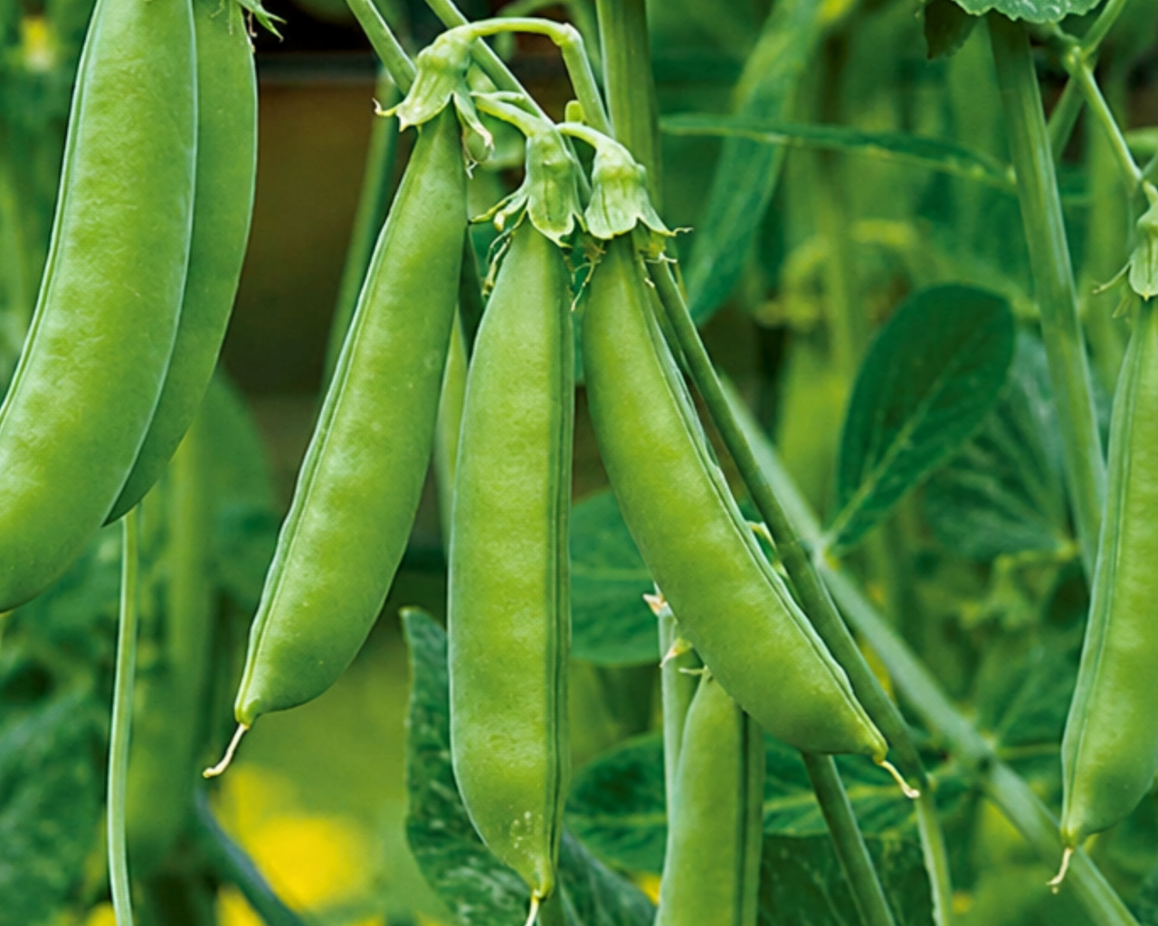 Sugar Snap Pea Seeds