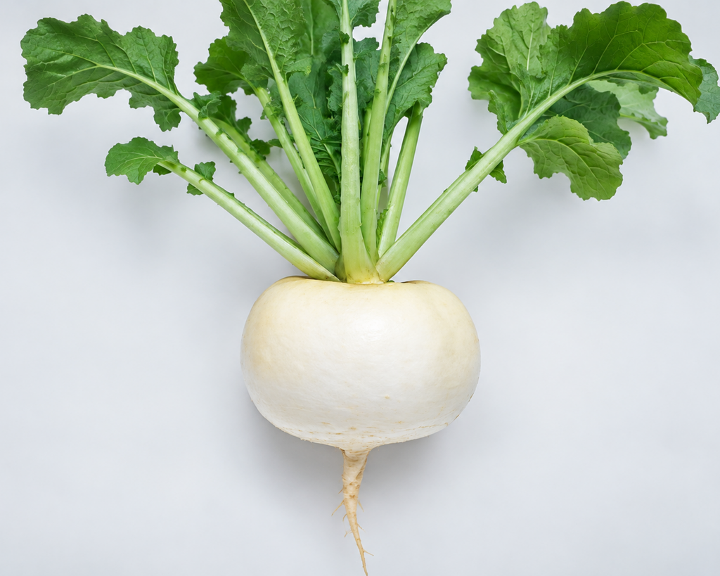 Just Right Hybrid Turnip Seeds