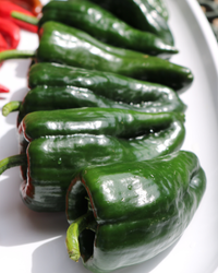 Carranza Hybrid Pepper Seeds